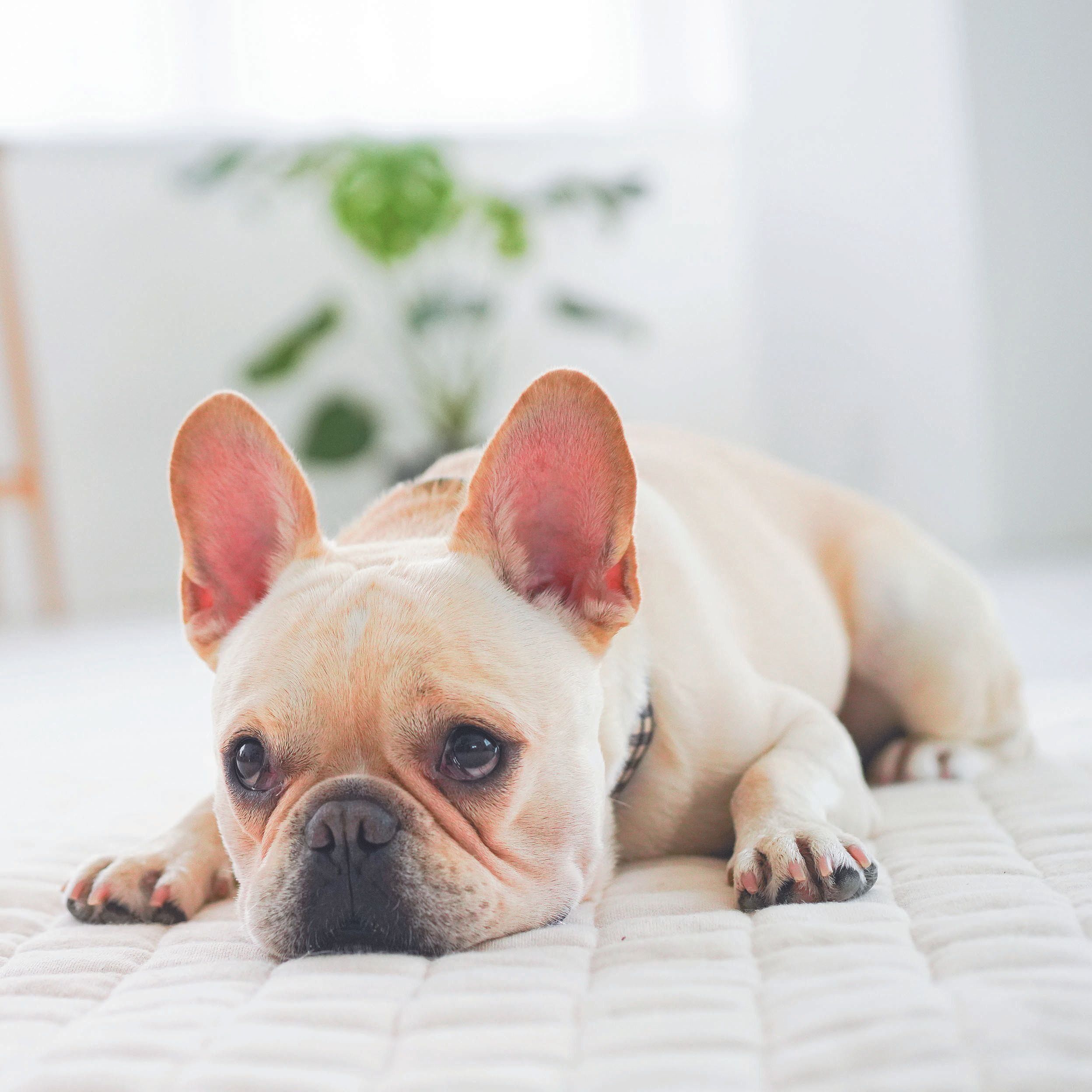 拾い食い、盗み食いに要注意！