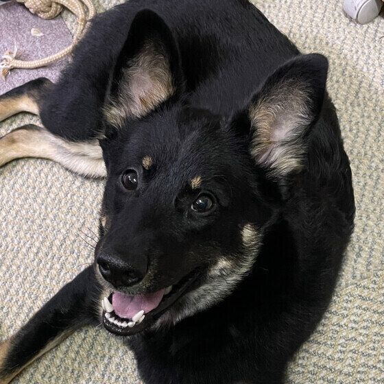 中型犬の虎虎ちゃん