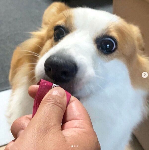 ちゅ〜るを食べるパンさん