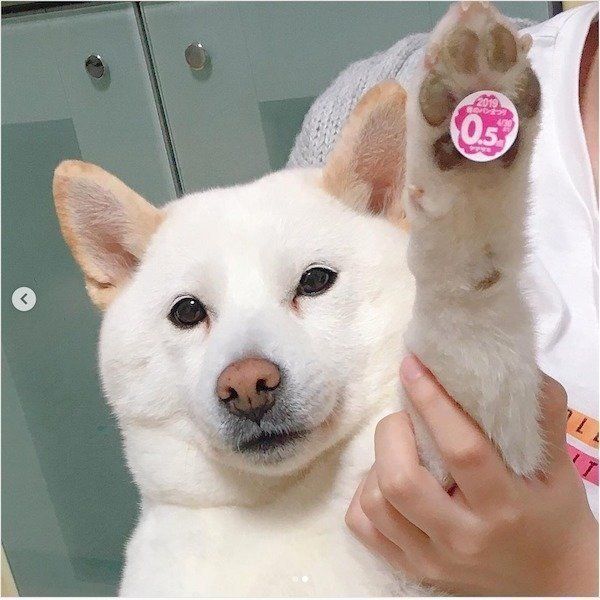 前足についたシールを見せる柴犬