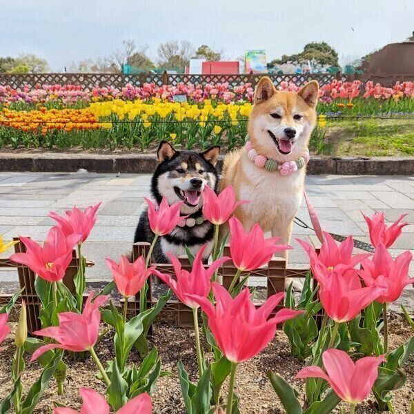 お出かけを楽しむふうちゃん、りんくん