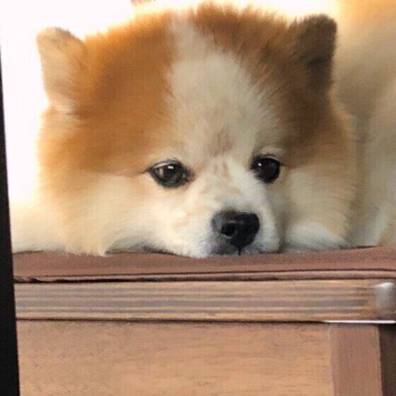 くつろぐポメラニアン