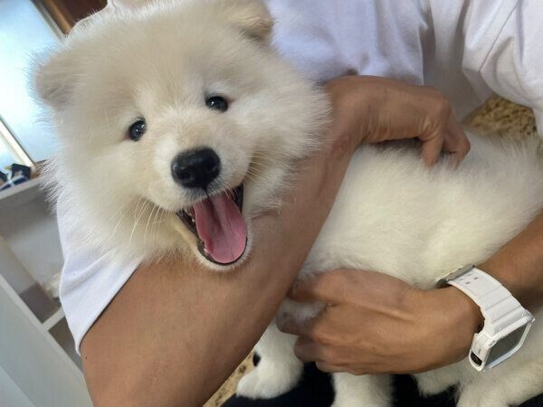 家族になった初日のおもちちゃん