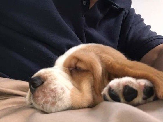 眠るバセット・ハウンド