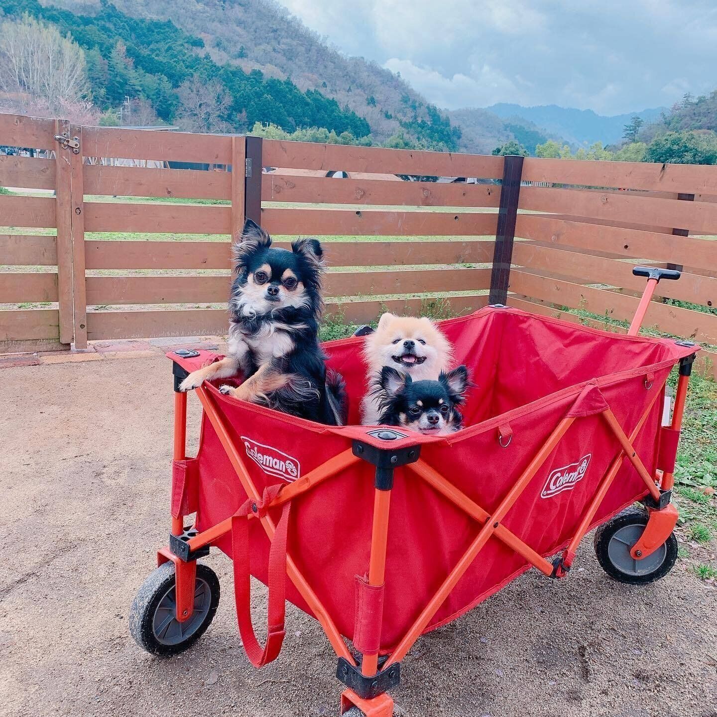 キャンプを楽しむ3頭のワンちゃん