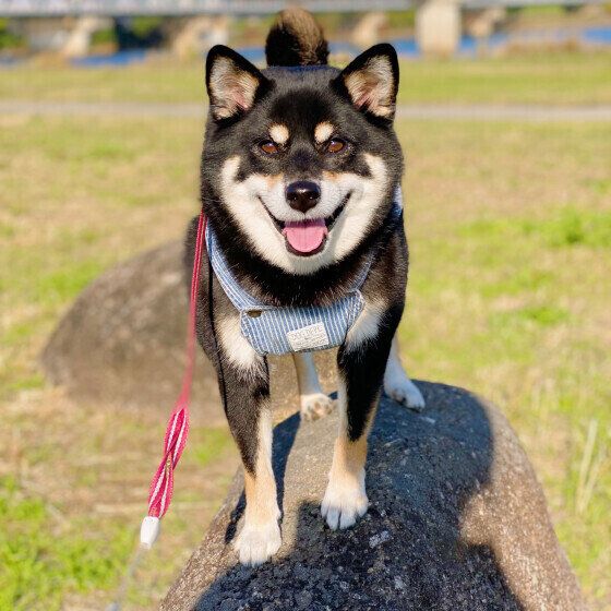 石の上に乗る柴犬
