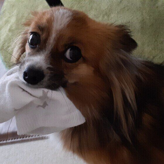 靴下をくわえるミックス犬