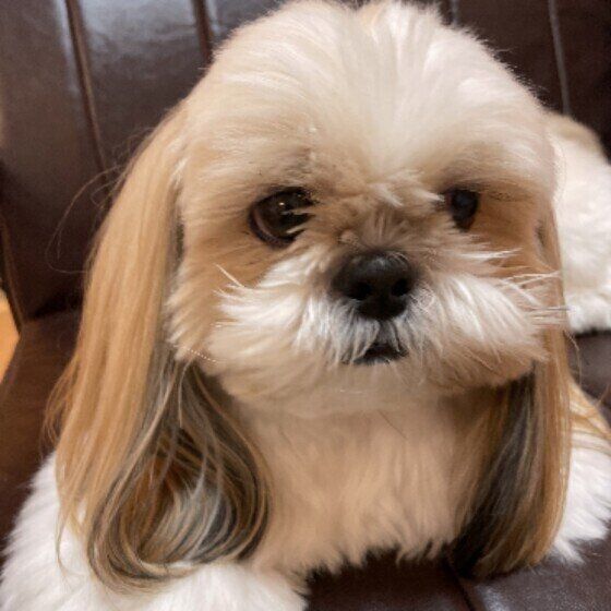 シー・ズーの球くん