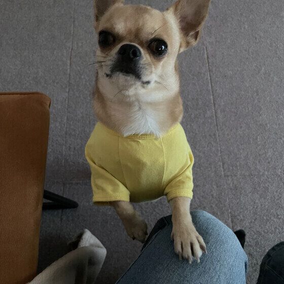 チワワのちくわくん