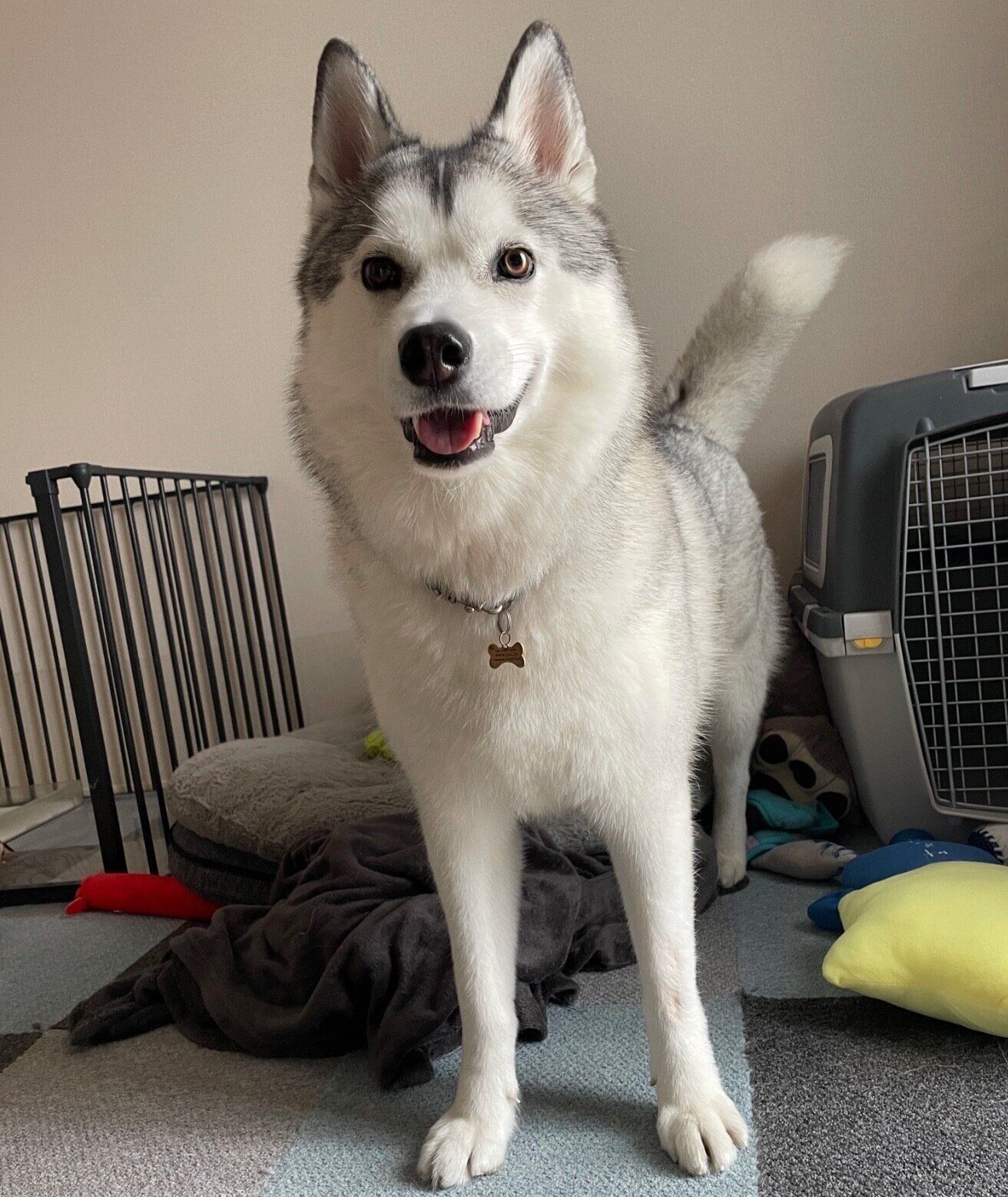 笑顔を見せるじょんすのーくん