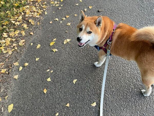 散歩を楽しむさすけくん