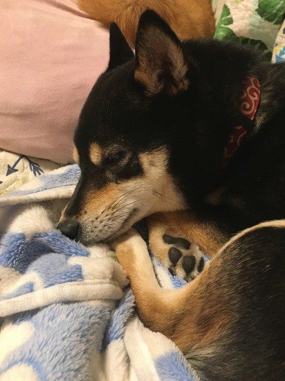 毛布で暖をとるリンちゃん