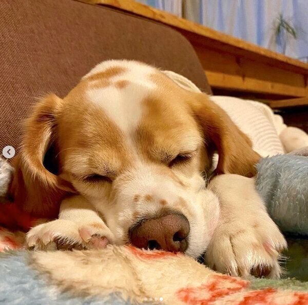 眠るウィルくん