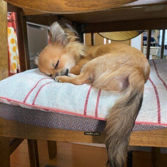 座布団の上で眠るチワワ