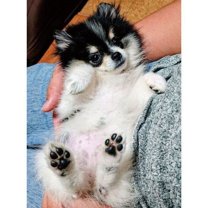 生後3カ月半ごろのてまりちゃん