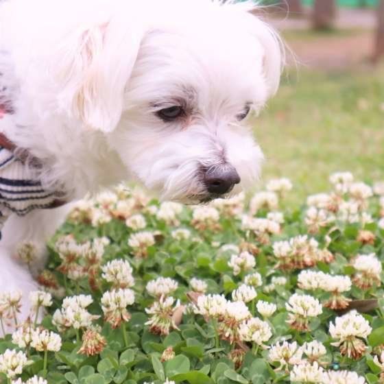 公園で探検するマルチーズ