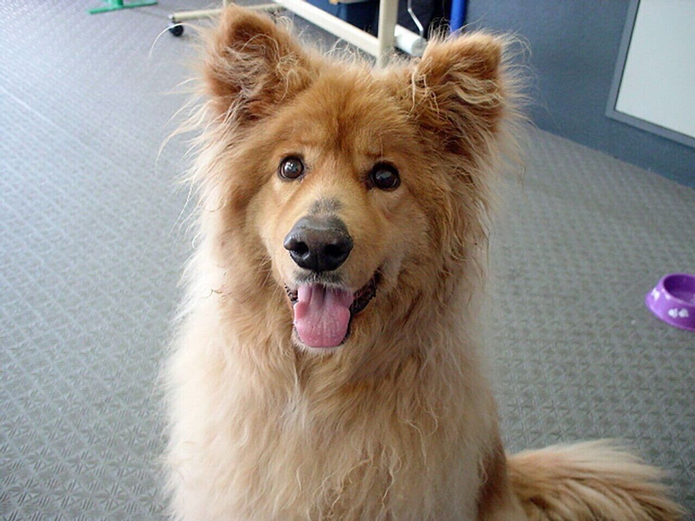 犬をなでると人間の脳が若返る 連載 西川文二の 犬ってホントは Vol 76 いぬのきもちweb Magazine 犬をなでると人間の脳が若返る 連載 西川文二の 犬ってホントは Vol 76 いぬのきもちweb Magazine