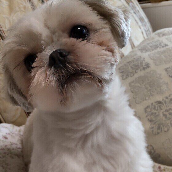 首をかしげるシー・ズーのゆめちゃん