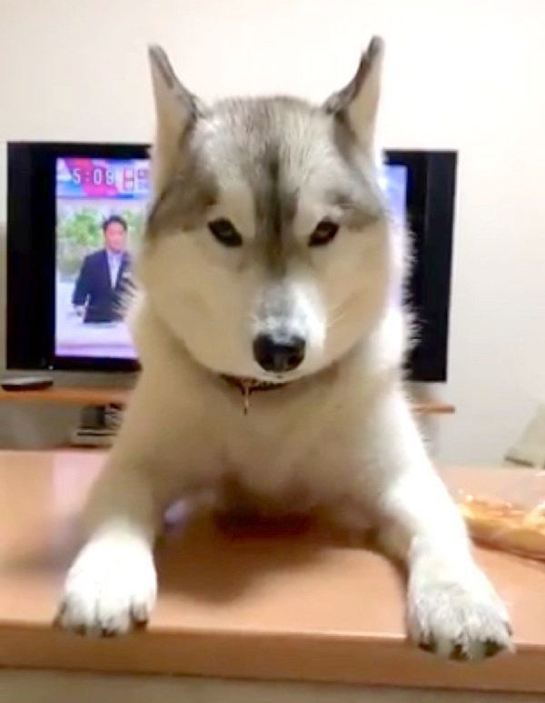 無言の圧力をかけるユキちゃん