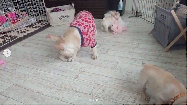 ブタさんで遊ぶフレブルfamily