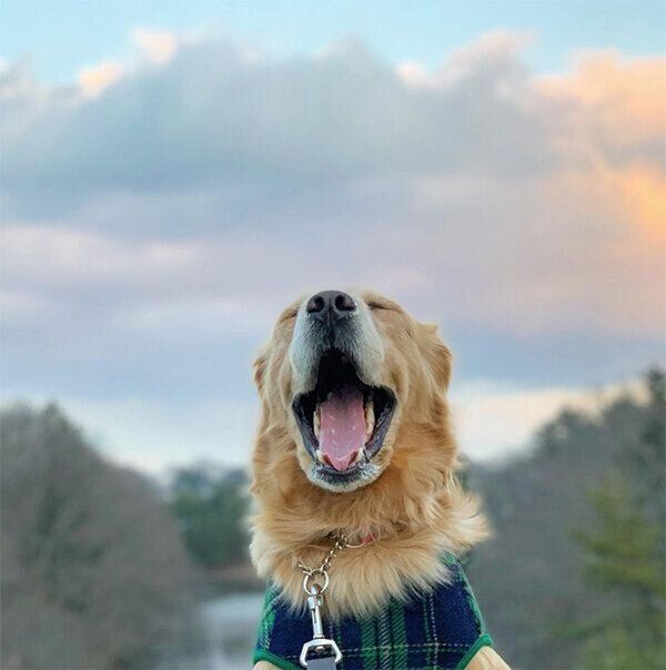 口を開けるきなこちゃん