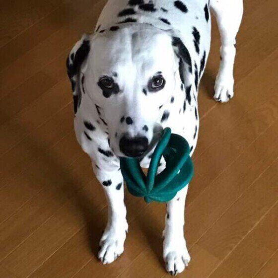 ダルメシアンのりおんちゃん