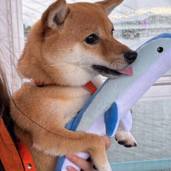 イルカのぬいぐるみと柴犬