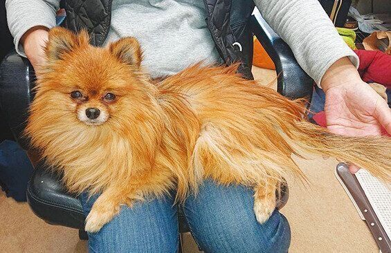 地元の病院をはじめ、２軒の動物病院で診てもらった結果、アロペシアＸと診断された。脱毛はひどくなる一方に