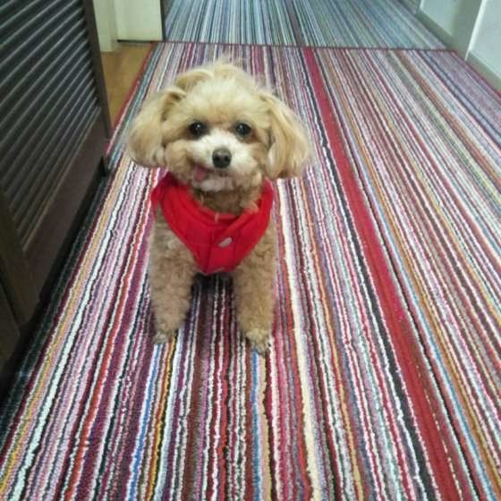 お留守番するトイ・プードル