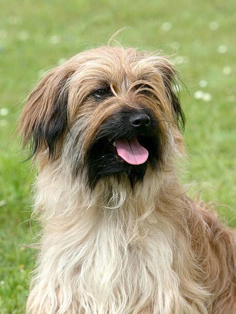 ピレニアン・シープドッグ