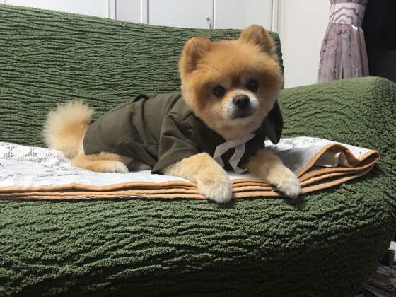 ソファに座るポメラニアン