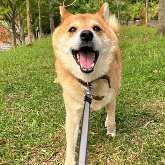 お散歩楽しい〜！