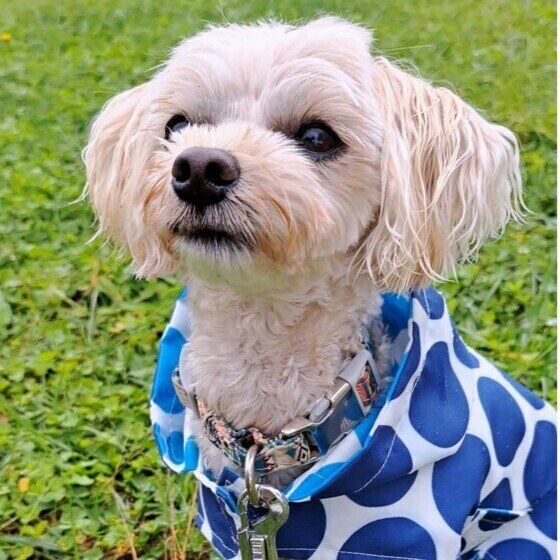 梅雨の散歩帰りは犬の足裏ケアで清潔に 犬の足拭きや足洗いの重要性とは いぬのきもち