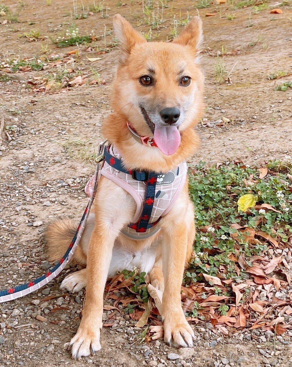 少しずつ明るい表情も見られるようになったニコちゃん