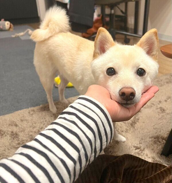 あご乗せするわさびくん