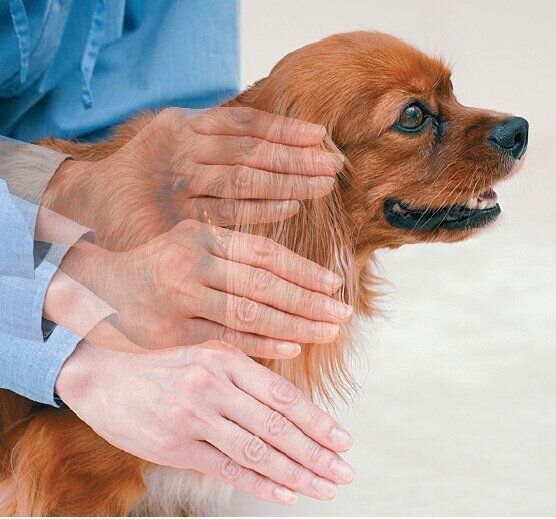 耳をなでられる犬