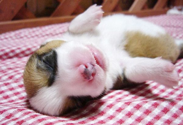 眠るウェルシュ・コーギー・ペンブローク