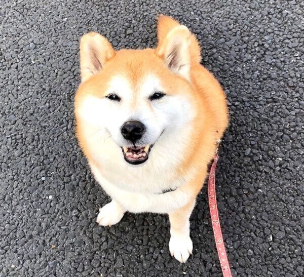信号待ち中に、素敵な笑顔で飼い主さんを見つめるまるちゃん