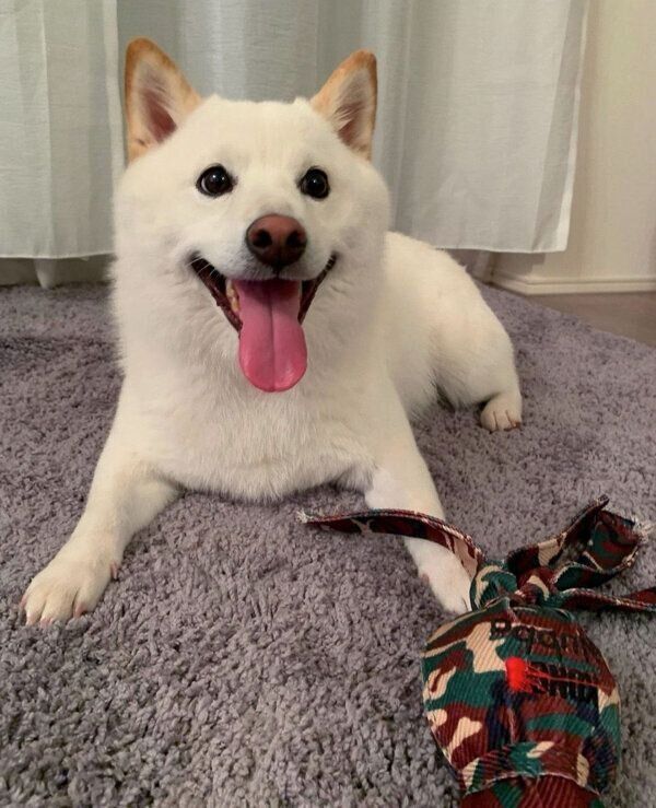 笑顔が可愛いラッキーくん