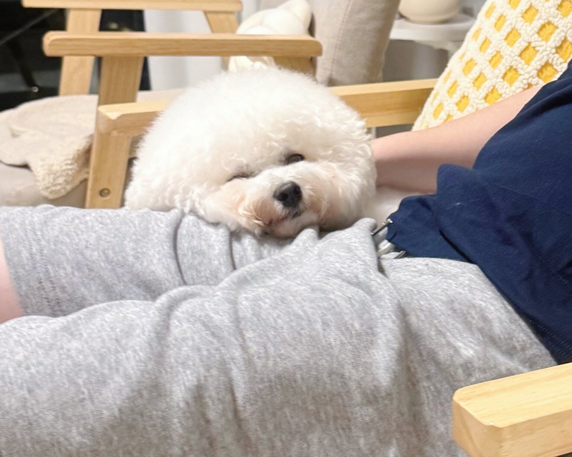人の隣でくつろぐつくねちゃん