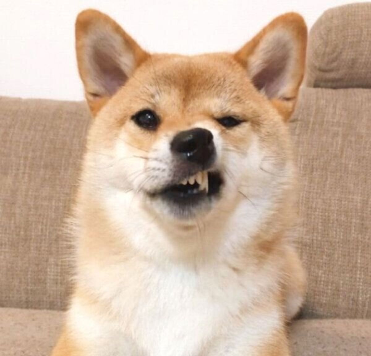 表情が豊かすぎな柴犬 別犬ですか と疑われるレベルの写真を比較してみた いぬのきもちweb Magazine 表情が豊かすぎな柴犬 別犬ですか と疑われるレベルの写真を比較してみた いぬのきもちweb Magazine