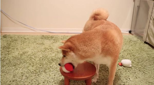 お寿司を選ぶ柴犬