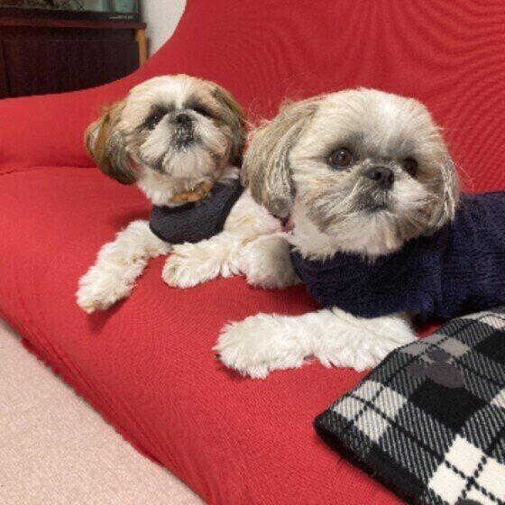 中毒を起こすことも 犬に危険な観葉植物 いぬのきもちweb Magazine