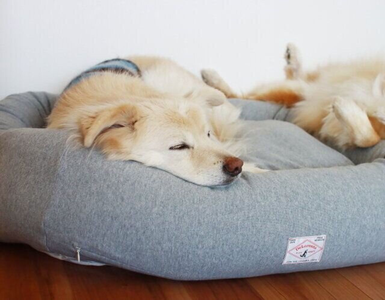 枕を使うわが家の犬たち 穴澤賢の犬のはなし いぬのきもちweb Magazine 枕を使うわが家の犬たち 穴澤賢の犬のはなし いぬのきもちweb Magazine