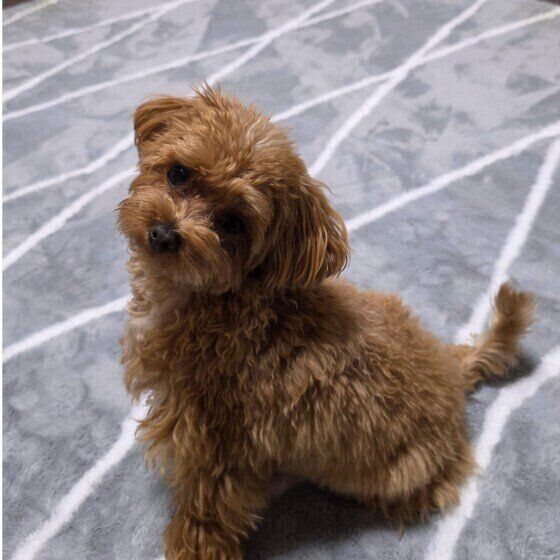 しっぽを振るここちゃん