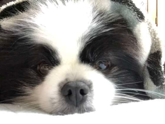 白黒のポメラニアン