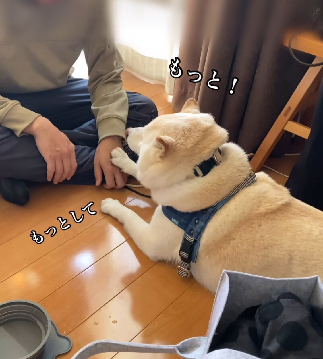 ナデナデを要求するごん太くん