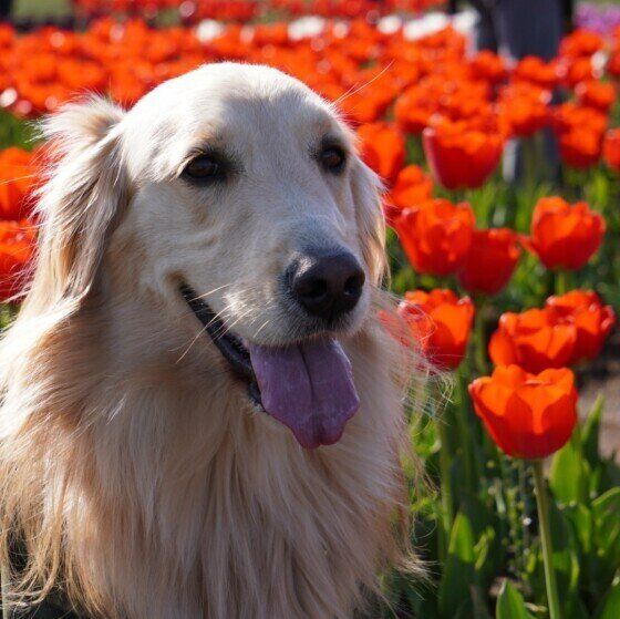 ゴールデン・レトリーバーのリクちゃん