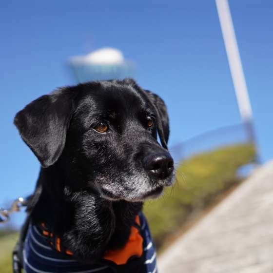 ラブラドール・レトリーバー