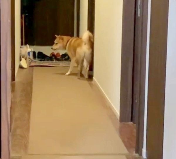 ひとりで寝室へ行こうとする柴犬